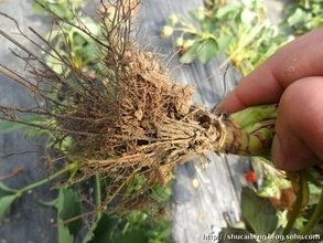 殺菌劑價(jià)格 80 乙蒜素殺菌劑南寧柑橘青苔病特效藥防治棉花枯萎病炭疽病批發(fā)價(jià)格 鄭州市